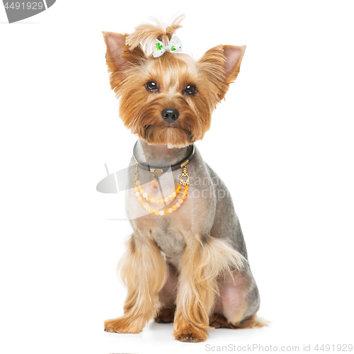 Image of Beautiful yorkshire terrier with necklace