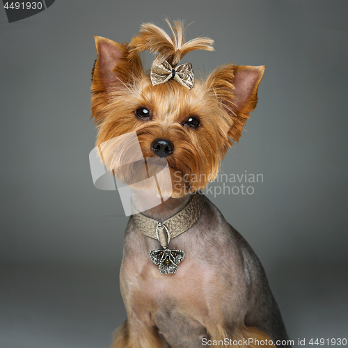 Image of Beautiful yorkshire terrier with necklace