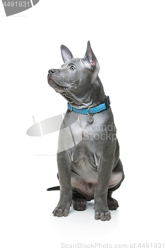 Image of Thai ridgeback puppy