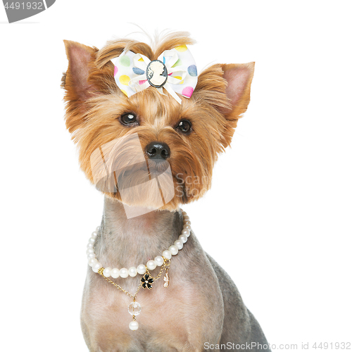 Image of Beautiful yorkshire terrier with necklace