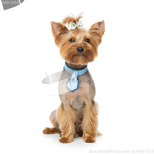 Image of Beautiful yorkshire terrier with necklace