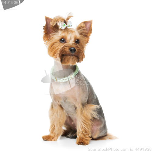 Image of Beautiful yorkshire terrier with necklace