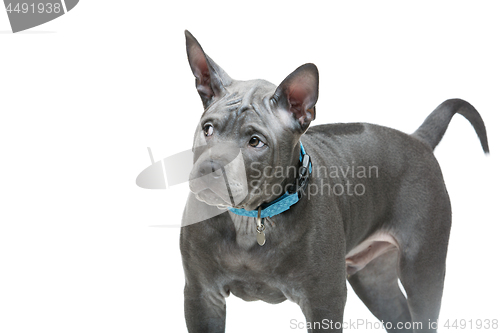 Image of Thai ridgeback puppy