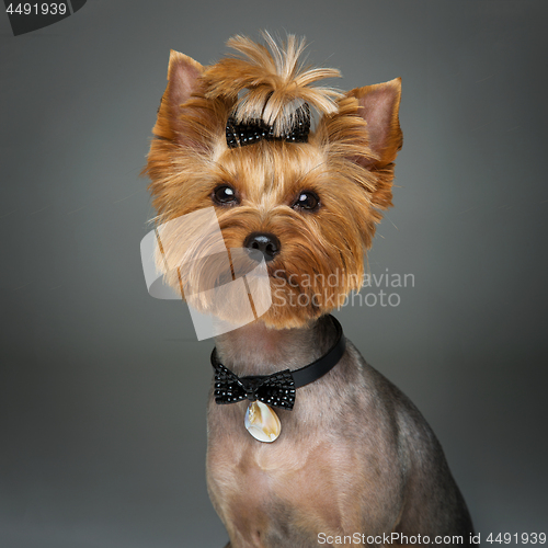 Image of Beautiful yorkshire terrier with necklace