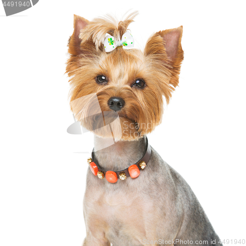 Image of Beautiful yorkshire terrier with necklace