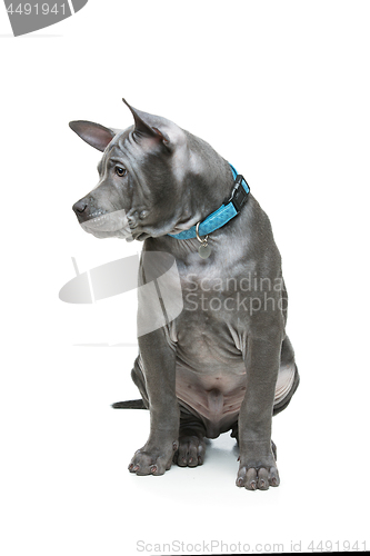 Image of Thai ridgeback puppy