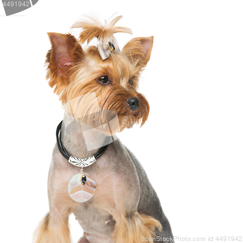 Image of Beautiful yorkshire terrier with necklace