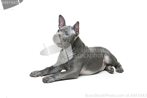 Image of Thai ridgeback puppy