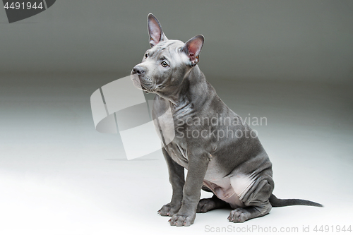 Image of Thai ridgeback puppy