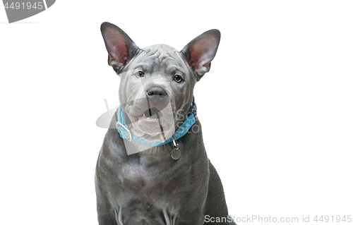 Image of Thai ridgeback puppy