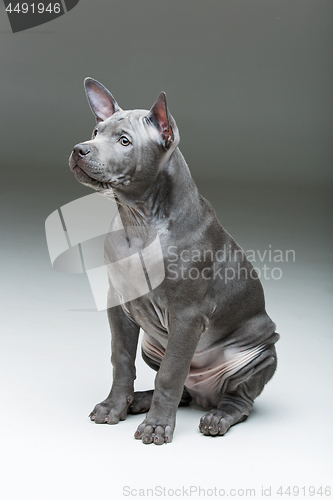 Image of Thai ridgeback puppy