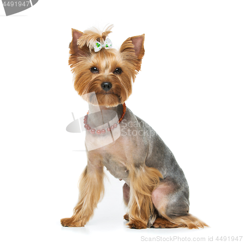 Image of Beautiful yorkshire terrier with necklace