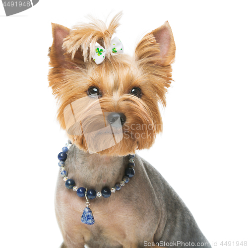 Image of Beautiful yorkshire terrier with necklace