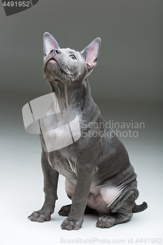 Image of Thai ridgeback puppy