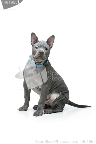 Image of Thai ridgeback puppy