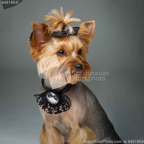 Image of Beautiful yorkshire terrier with necklace