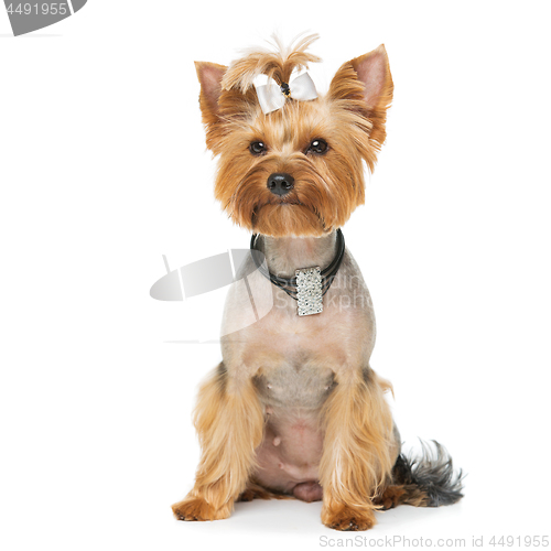 Image of Beautiful yorkshire terrier with necklace