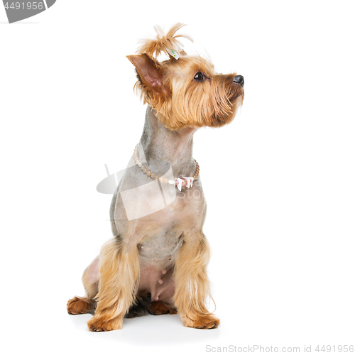 Image of Beautiful yorkshire terrier with necklace