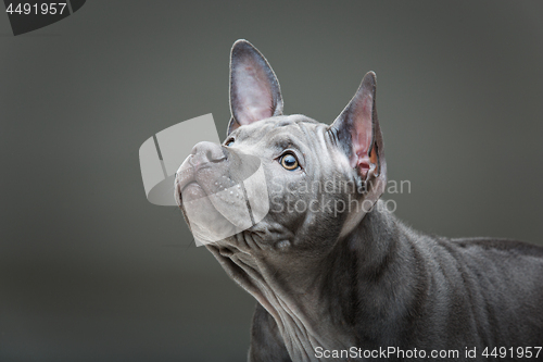 Image of Thai ridgeback puppy