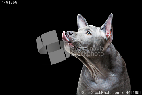 Image of Thai ridgeback puppy