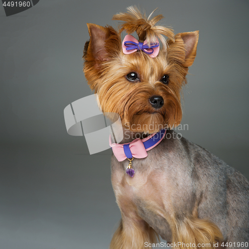 Image of Beautiful yorkshire terrier with necklace