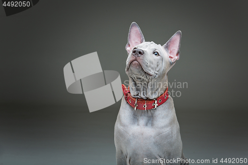 Image of Thai ridgeback puppy