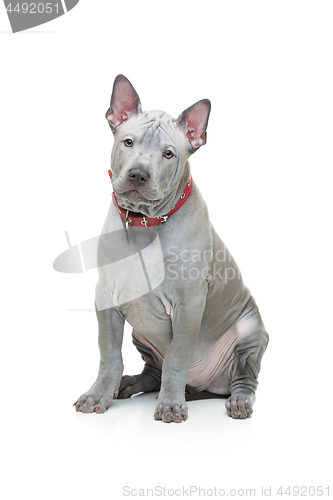 Image of Thai ridgeback puppy