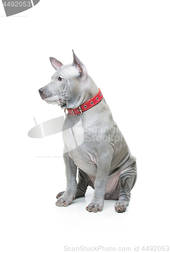 Image of Thai ridgeback puppy