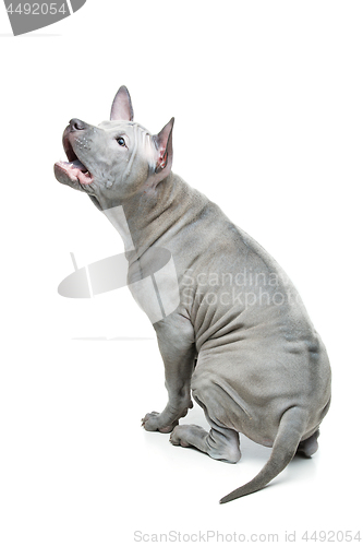 Image of Thai ridgeback puppy