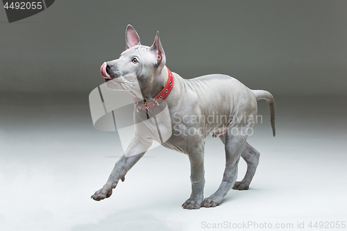 Image of Thai ridgeback puppy