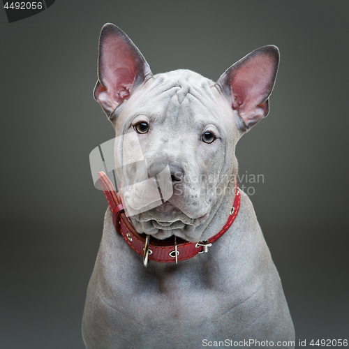 Image of Thai ridgeback puppy