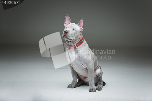 Image of Thai ridgeback puppy