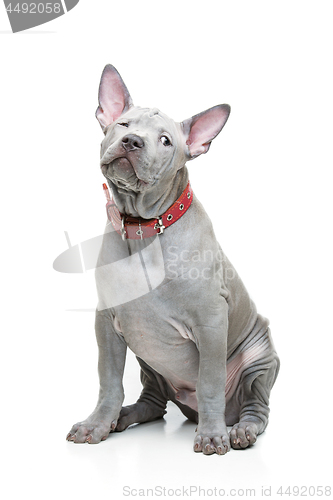 Image of Thai ridgeback puppy