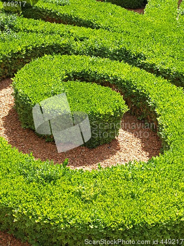 Image of close-up of french garden