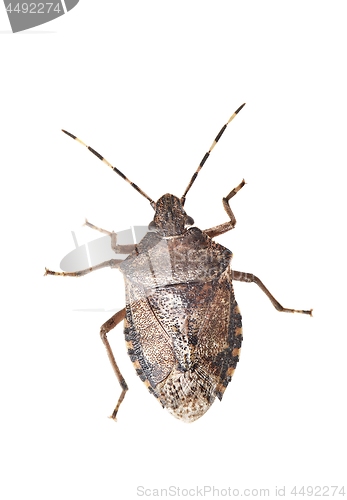 Image of Stink bug closeup