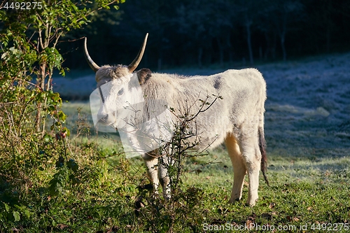 Image of Hungarian Grey Cattle