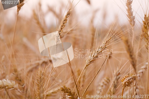 Image of Wheat field detail