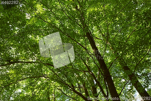 Image of Spring Green Leaves