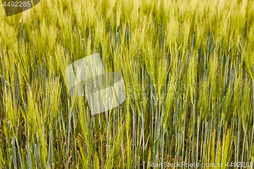 Image of Wheat field closeup