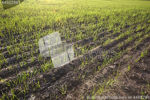 Image of Agricultural field with plants