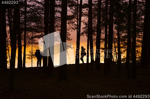 Image of Forest Twilight Background