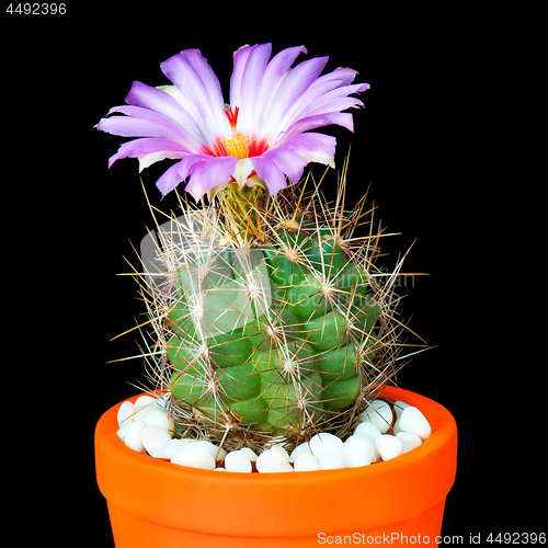 Image of Cactus flowers on black