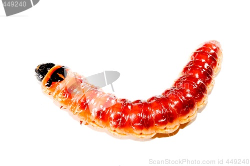 Image of Superworm