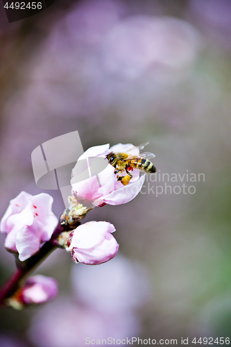 Image of Blossoms, pink peach flowers and bee