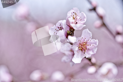 Image of Spring blossoms, pink peach flowers.