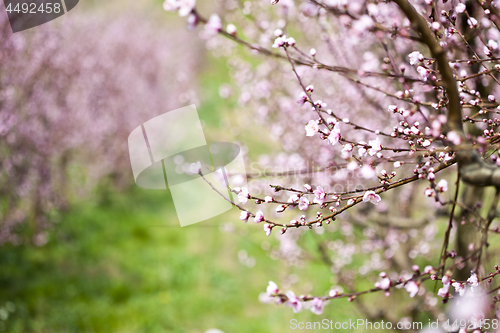 Image of Spring peach garden, pink blossoms.