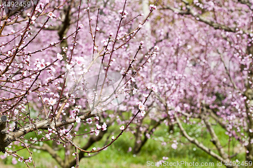 Image of Spring peach garden, pink blossoms.