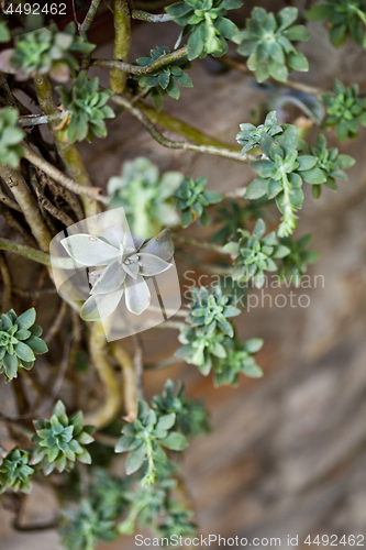 Image of Hanging succulents closeup