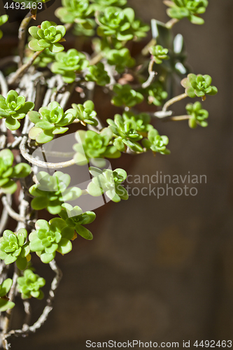 Image of Hanging succulents closeup