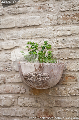 Image of Flower pot with plant on antique brick wall.